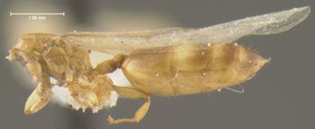 Media type: image; Entomology 22604   Aspect: habitus lateral view
